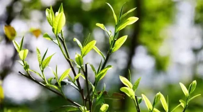 识茶·泡茶·品茶茶隐老杨说茶道_0基础学茶道需要多久_道家学说的茶道