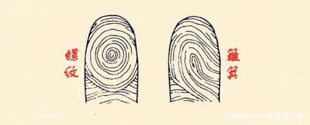 手相图解感情线螺_手相成功线大全图解_手相智慧线图解