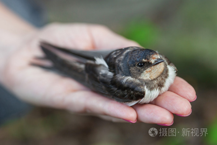 做生意养什么龟最招财_养什么龟招财镇宅_家里养招财龟风水