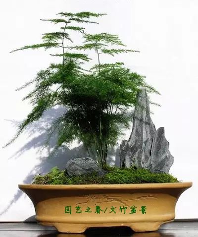 家居盆栽风水_家居风水什么绿植好_家居植物摆放风水