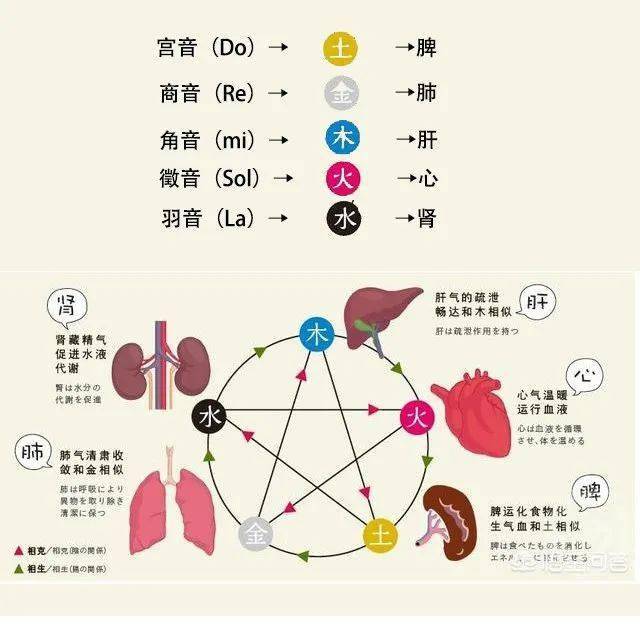 肝脏健康的八字口诀是什么_八字论健康_八字看肝胆