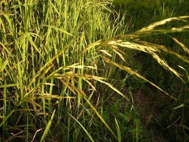 袁隆平人物概况_袁隆平的人物简介和获奖记录_中国历史人物袁隆平