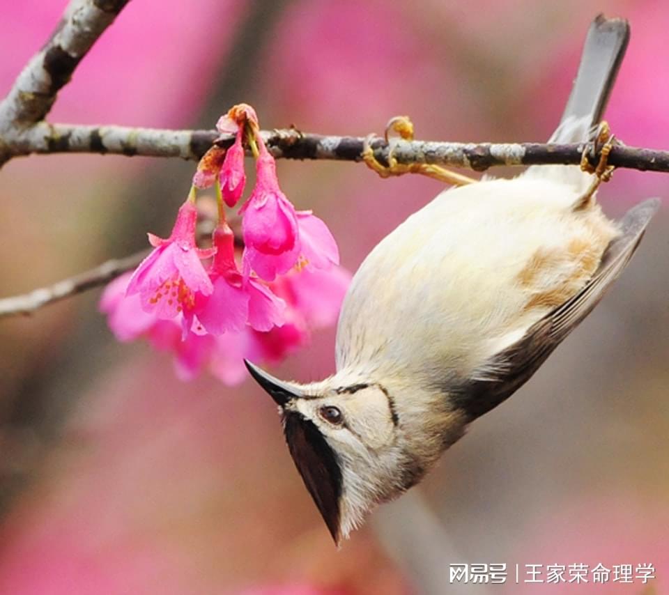 开运手链戴哪只手_开运风水手链_风水手链开运图片