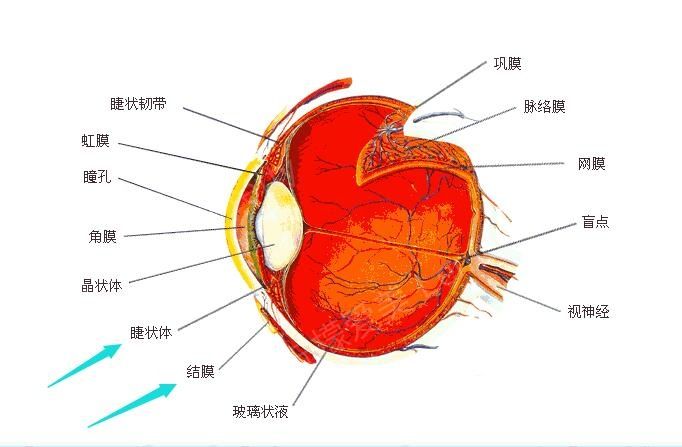 面相图解眼睑左长男右短_左边眼睑有痣_左眼睑长痣面相图解男