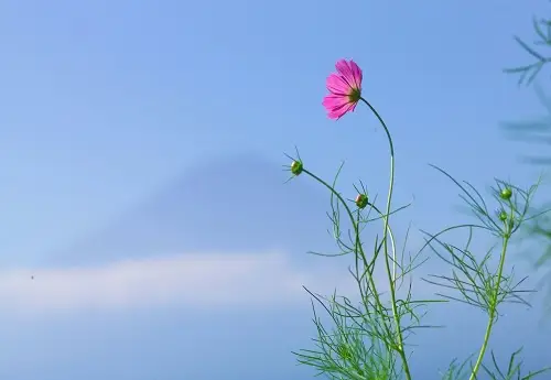 八字流年正财坐官女命_流年正财坐正官利考学吗_女命正财坐正官流年