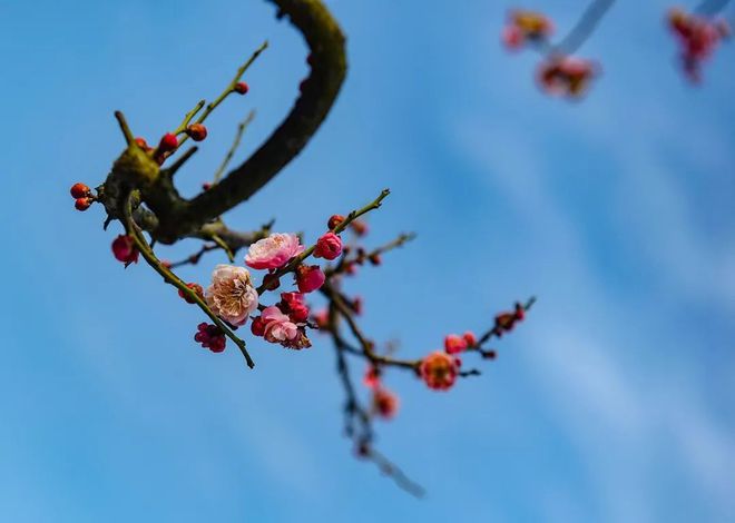 梅花易数报数占法_梅花易数报数起卦方法详解_报数梅花易数