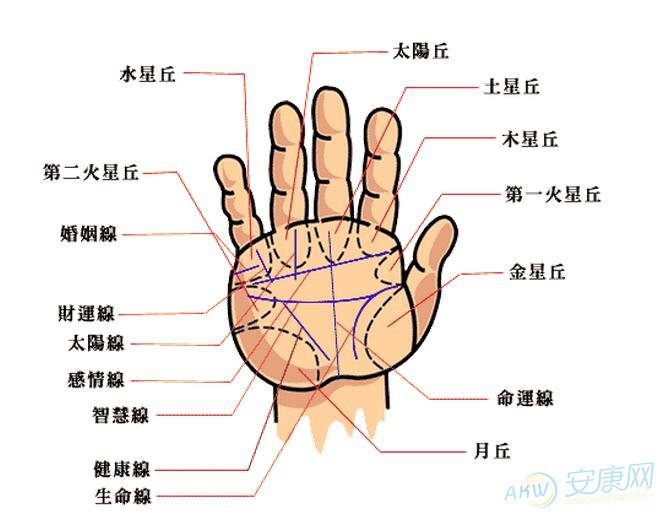 什么面相手相的纹路都是为财路纹的人？