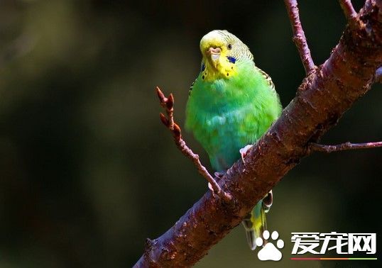 家里养什么鸟招财旺风水_风水旺招财鸟养家里好不好_招财鸟是什么鸟